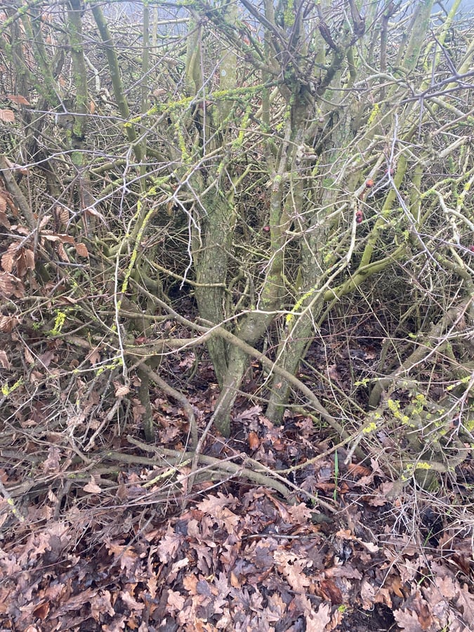 24 Jan 2026 - 14:34, Luxembourg