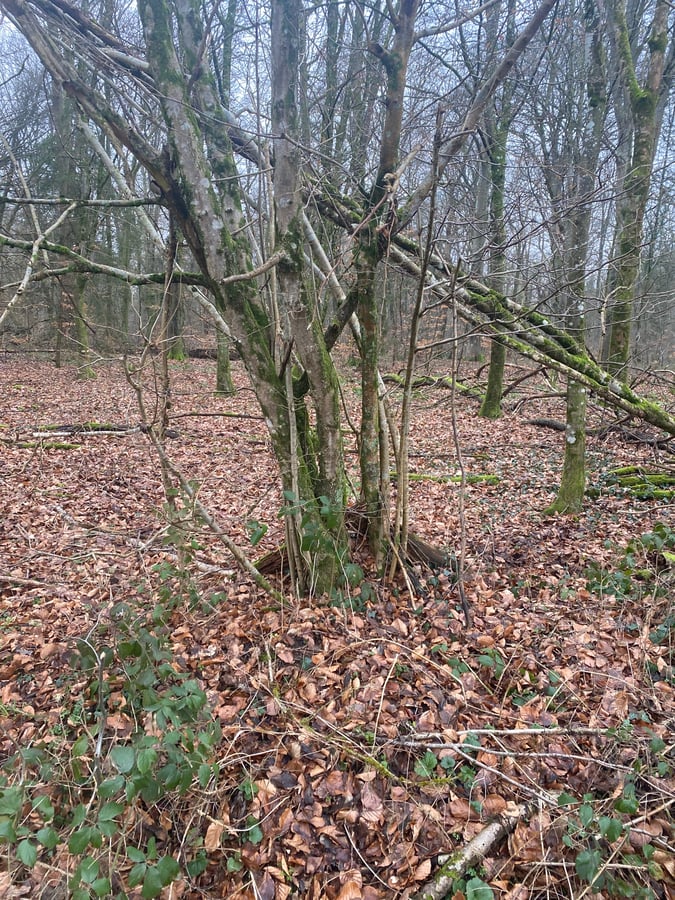 24 Jan 2026 - 14:41, Luxembourg