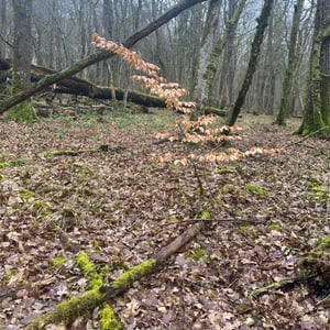 24 Jan 2026 - 15:31 by Pierre