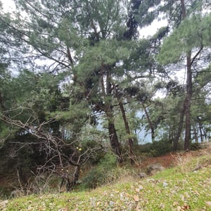 26 Jan 2026 - 12:58 by Alkan