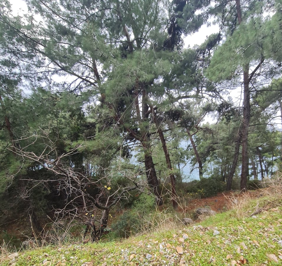 26 Jan 2026 - 12:58, Türkiye