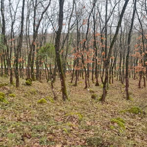 31 Jan 2026 - 16:58 by Alkan