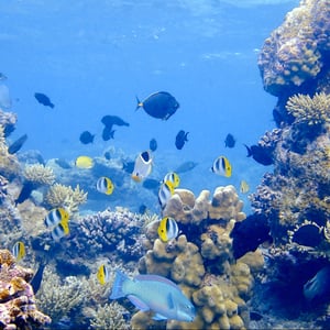 Sailing Tuamotus | Ahe by Adam