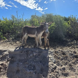 Donkey Sanctuary Visit by David