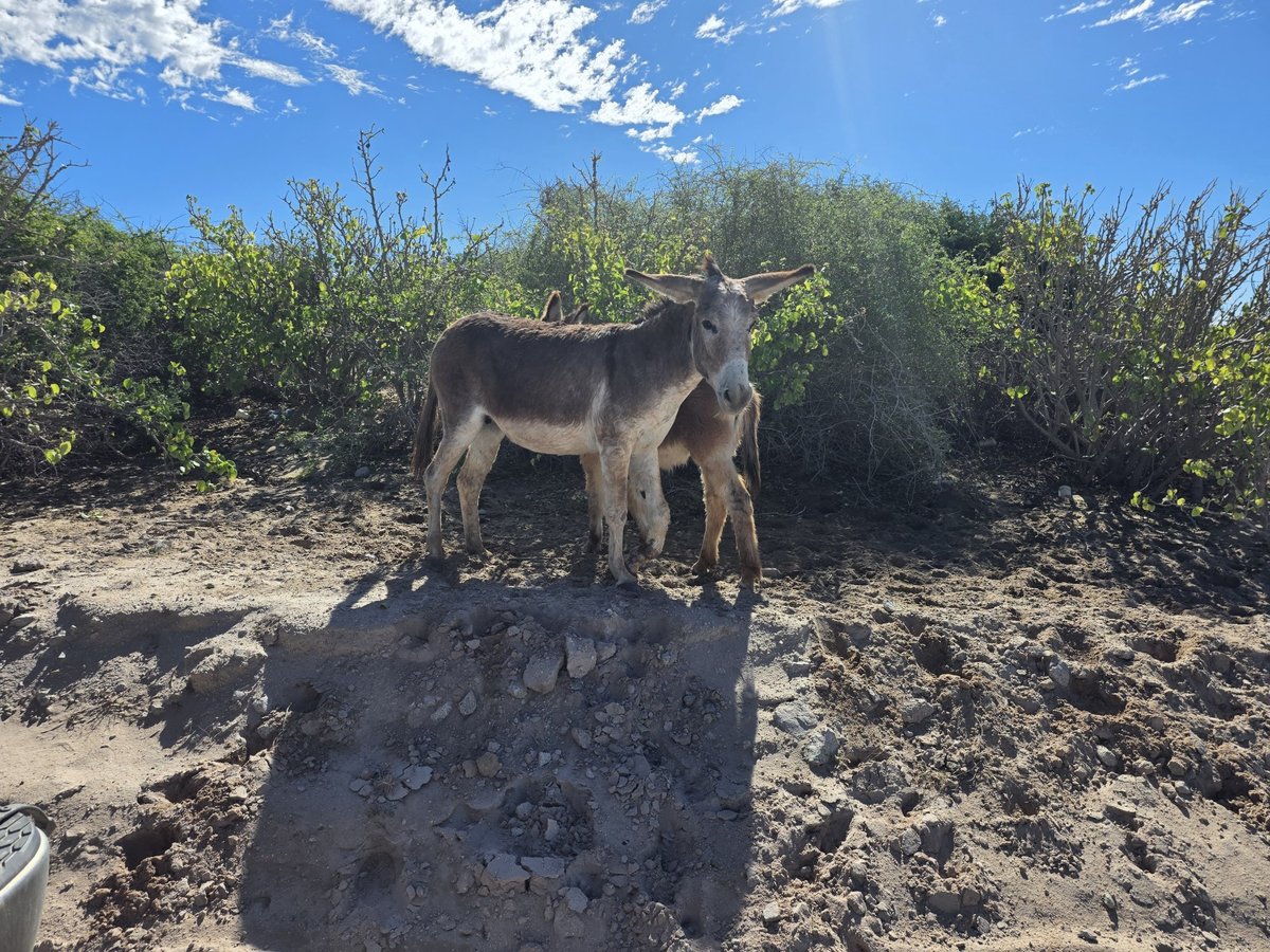 Visita al Santuario de Burros, México