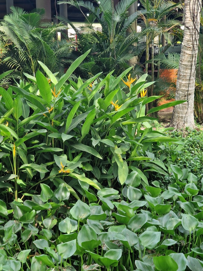4 février 2026 - 10h20, Viêt Nam