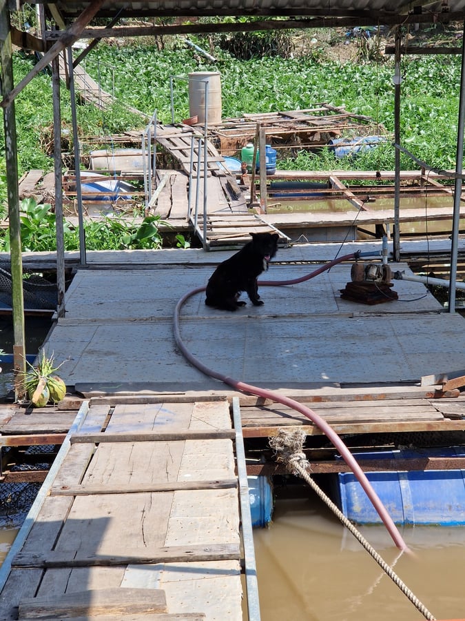 4 Feb 2026 - 11:27, Vietnam