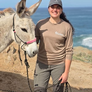 Curisave Sanctuary Donkey by David