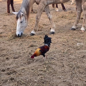 Curisave Sanctuary Donkey by David