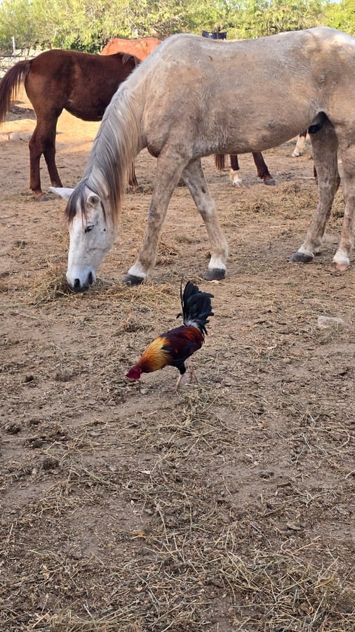 Burro del Santuario de Curisave, México