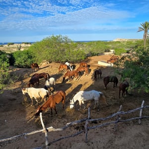 Curisave Sanctuary Donkey by David