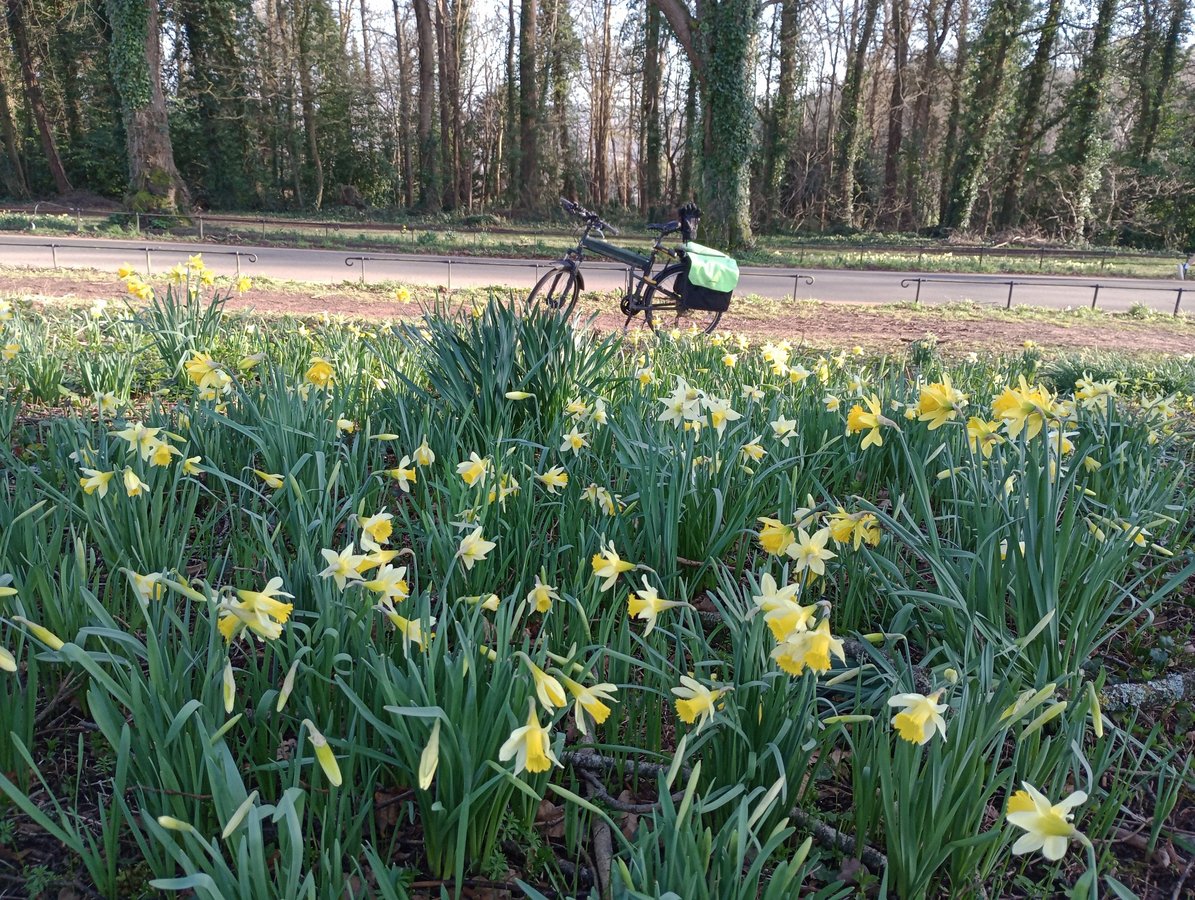 Daffodils, England