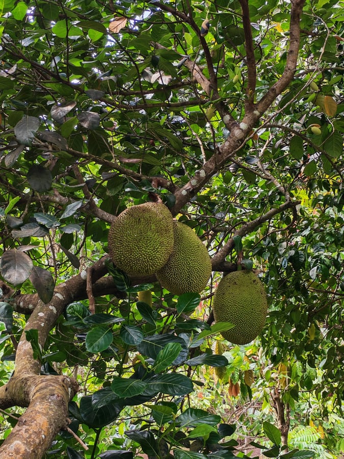 25. Februar 2026 - 10:54 Uhr, Grenada