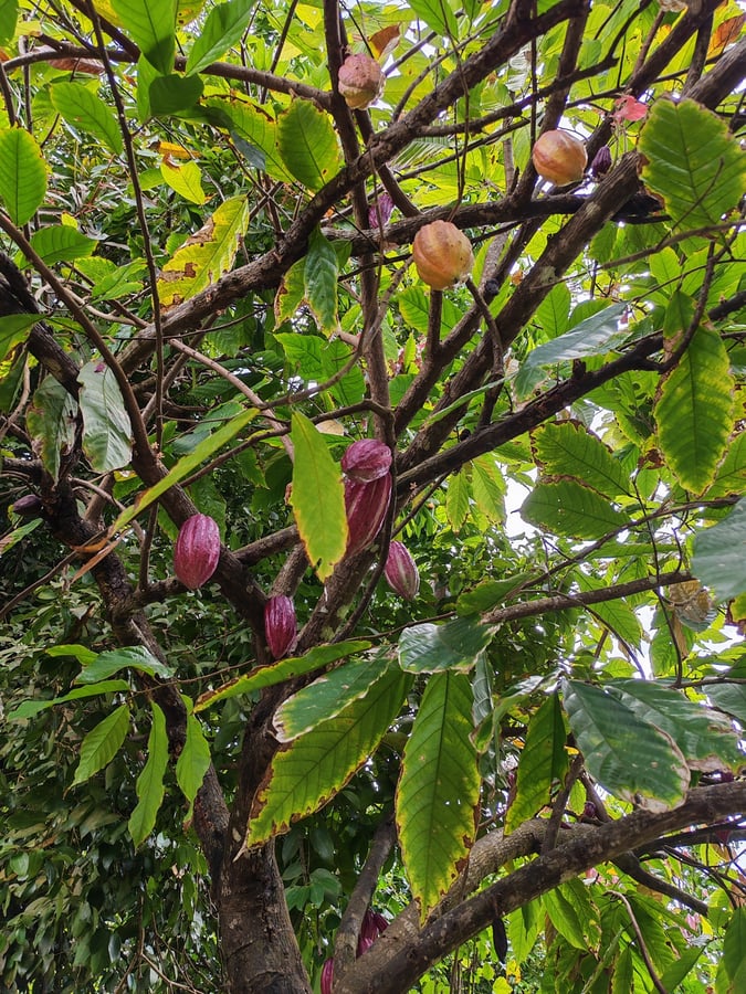 25. Februar 2026 - 10:54 Uhr, Grenada