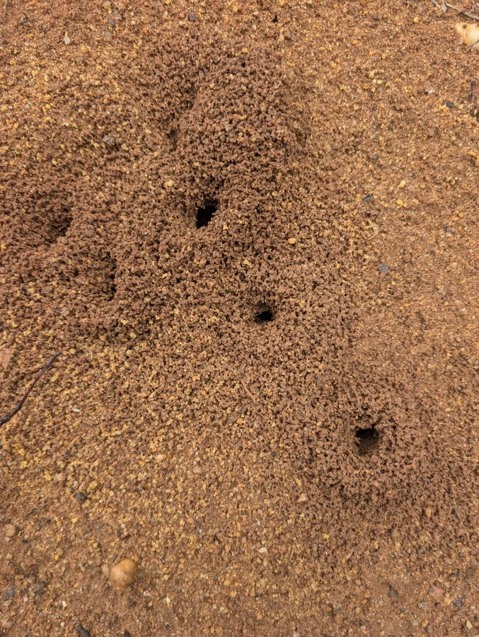 26 Feb 2026 - 15:58, Australia