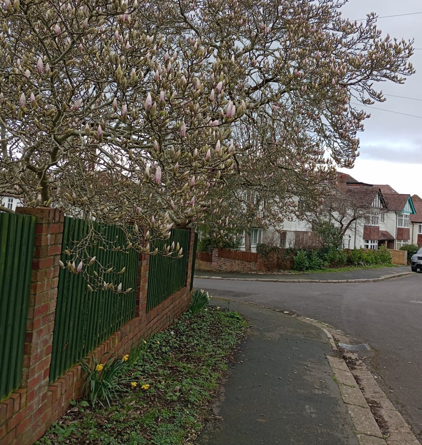 Budding Magnolia Tree, England