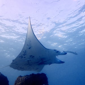 Exploring Tikehau by Adam