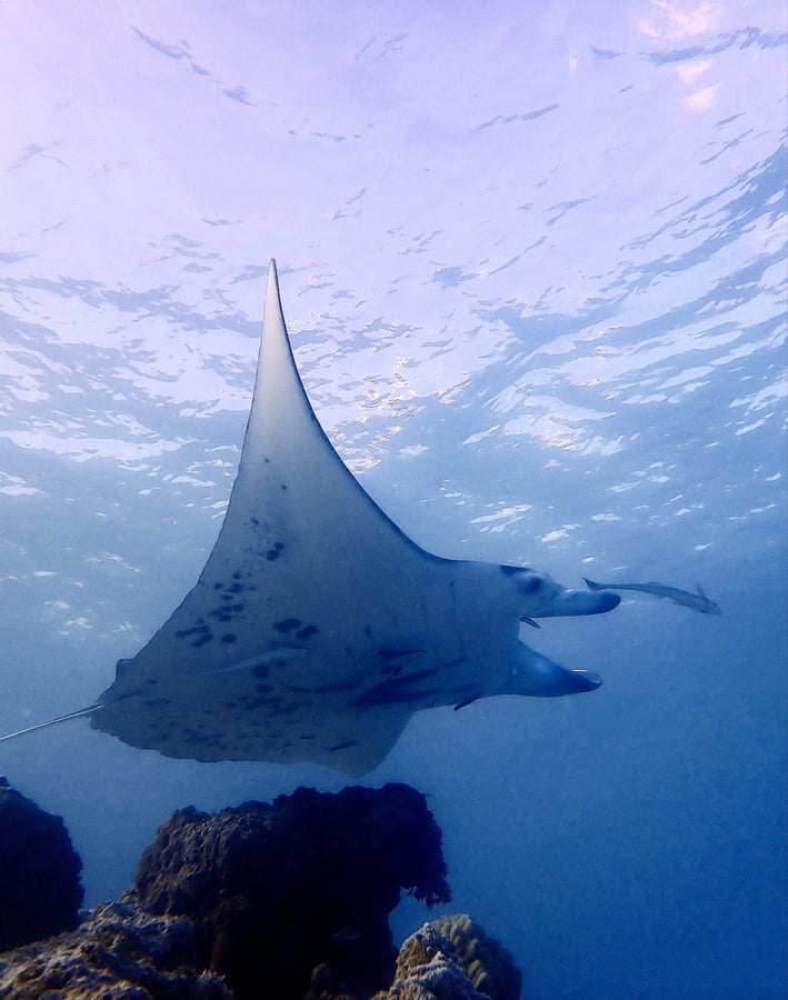 Explorando Tikehau