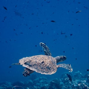 Exploring Tikehau by Adam