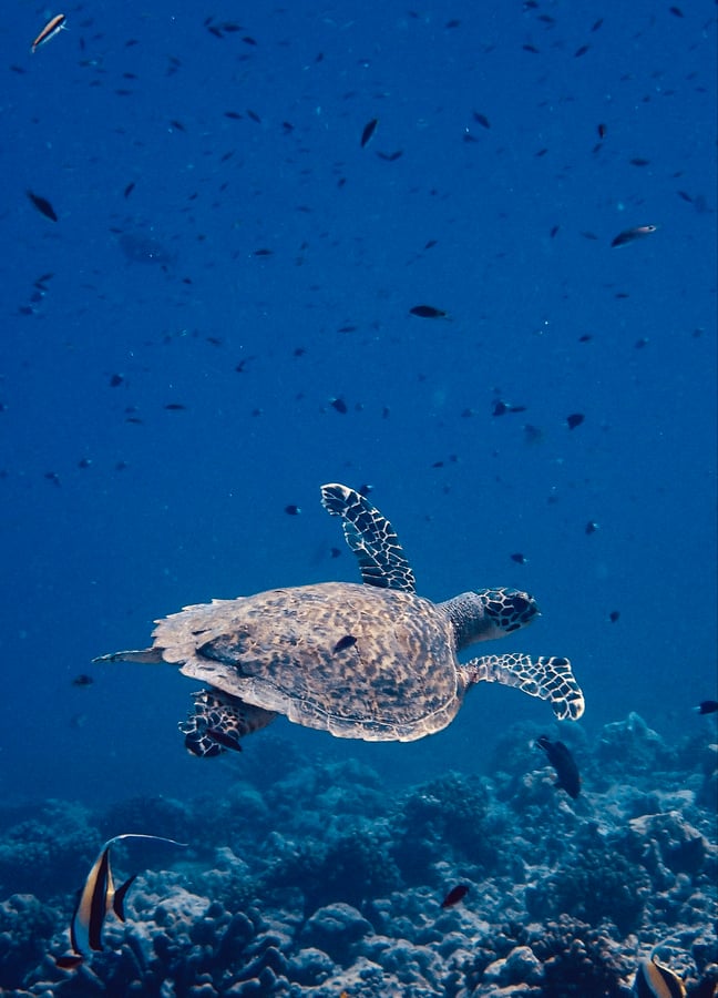 Explorando Tikehau