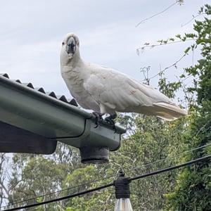 2 March 2026 - 11:01 by Greg