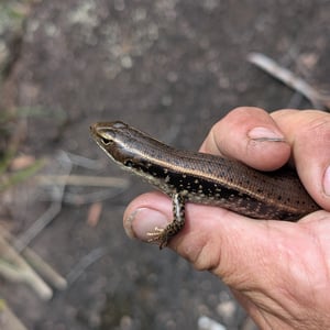 2 March 2026 - 13:12 by Greg