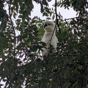 2 March 2026 - 11:01 by Greg