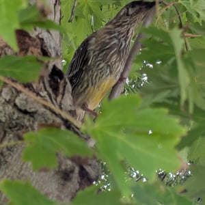 2 March 2026 - 11:01 by Greg