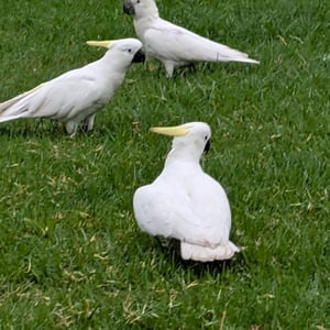 25 Feb 2026 - 10:07 by Greg