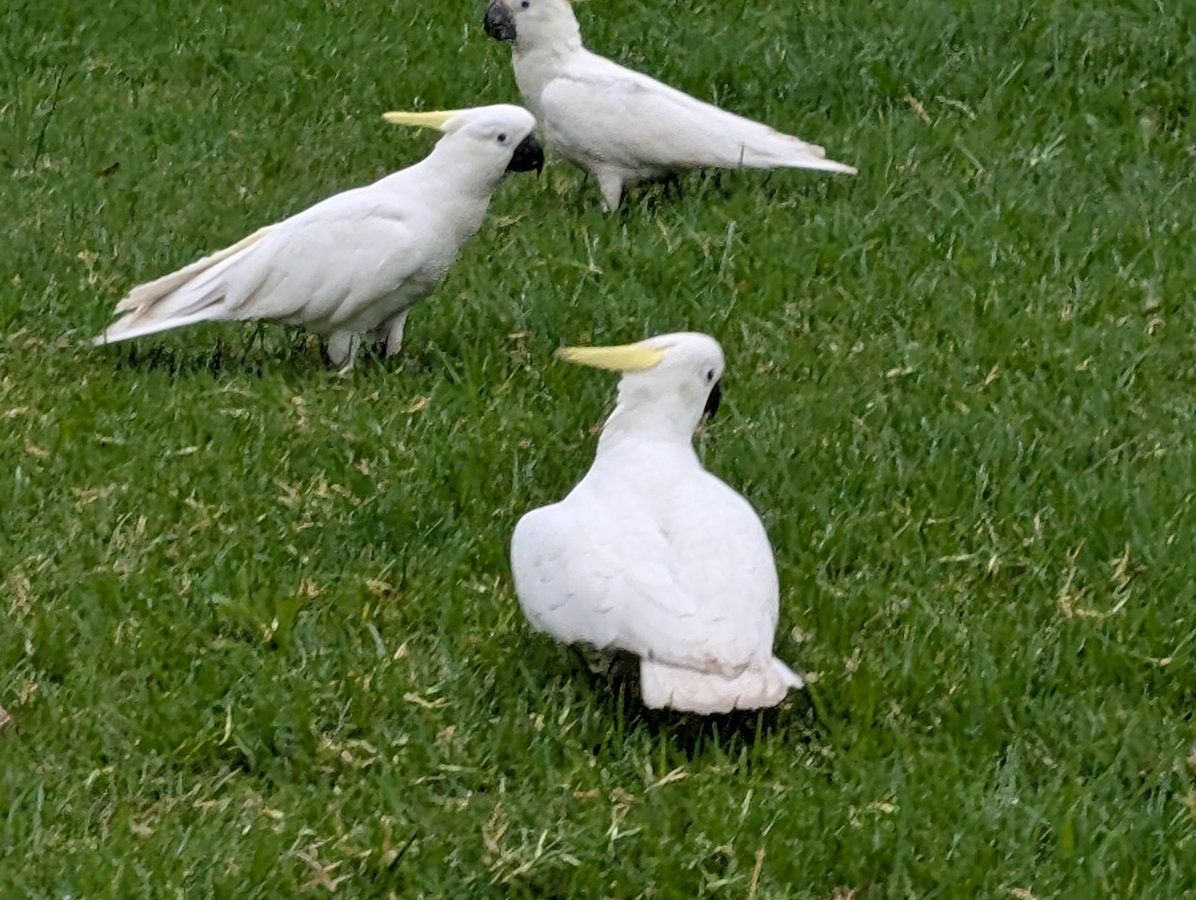 25 Feb 2026 - 10:07, Australia