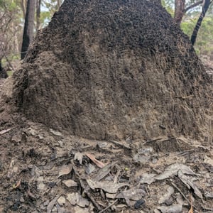 10 March 2026 - 14:11 by Greg