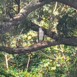 12 March 2026 - 12:51 by Greg