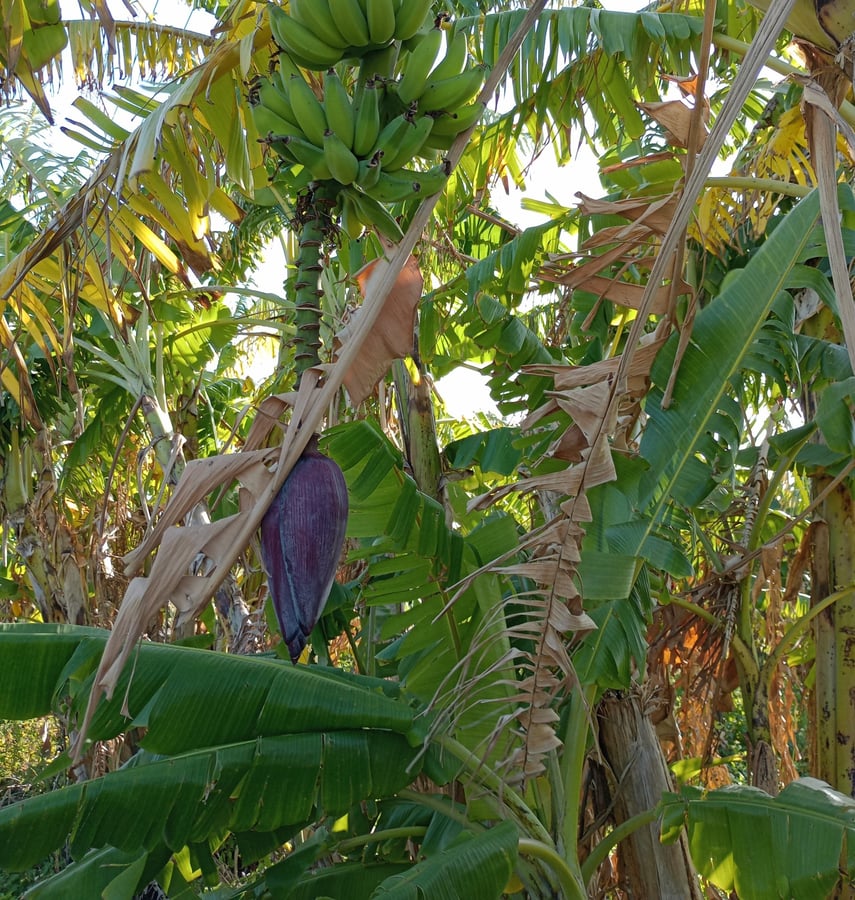 Banane!, Giappone