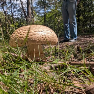 16 March 2026 - 12:01 by Greg