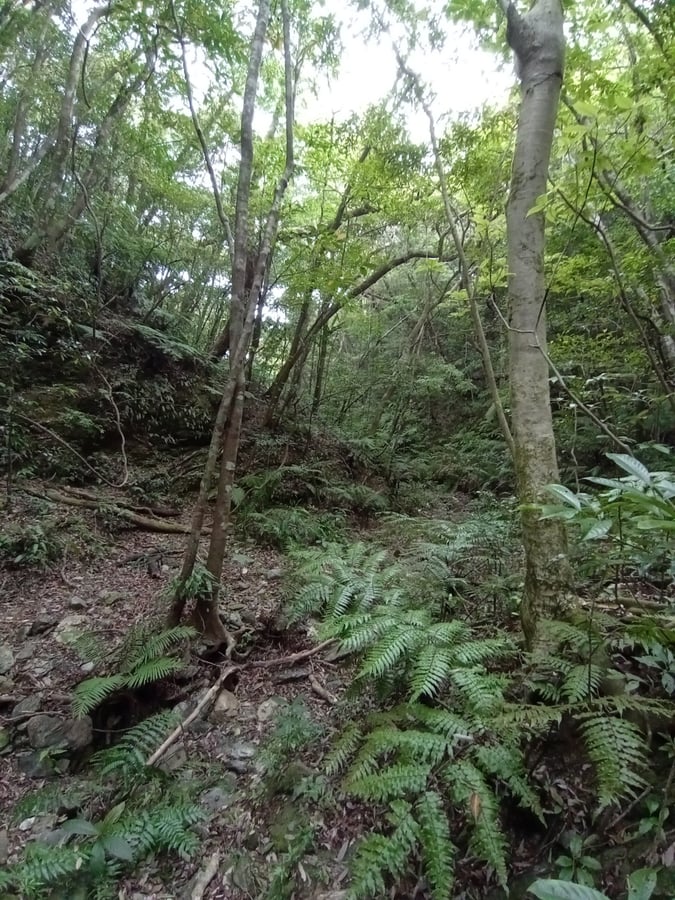 Potential Path To A Summit!, Japan