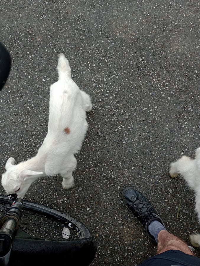 Goats!, Japan