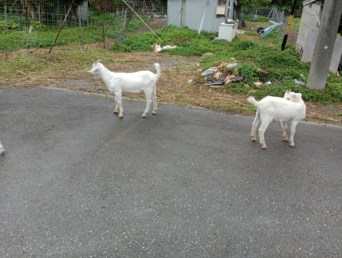 Goats!, Japan