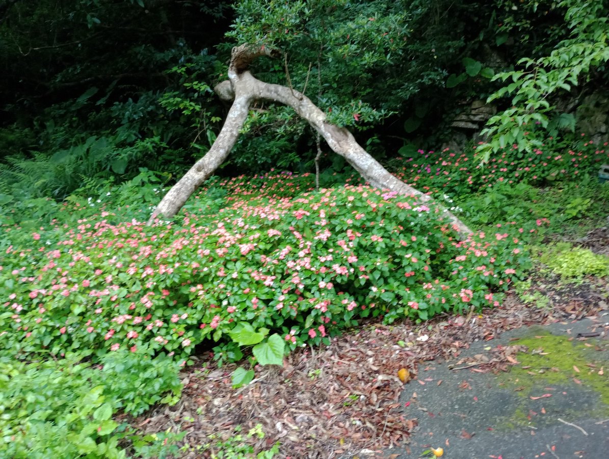 Someone Who Loved The Hills & Forest, Japan
