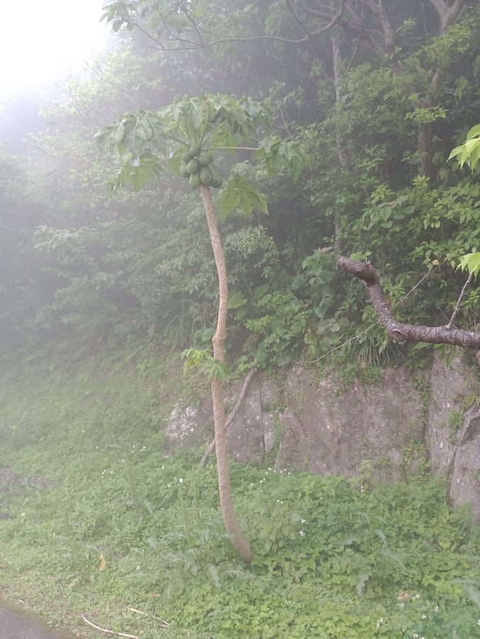 Strada per il monte Yaedake, Giappone