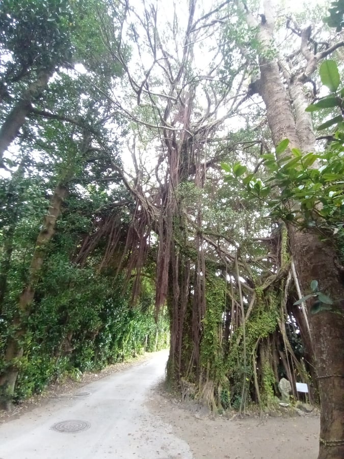 Fukugi Route, Bise Village, Japan