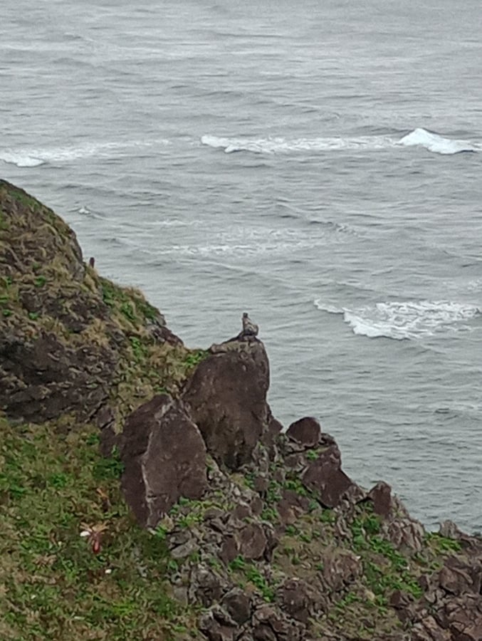 Cap Kasari, Japon