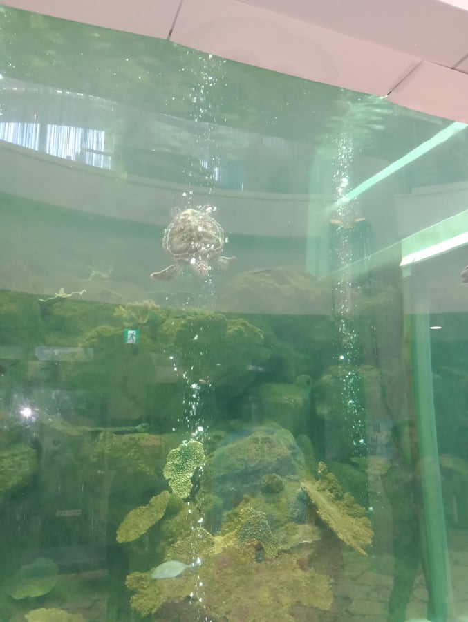 Acquario, Giappone