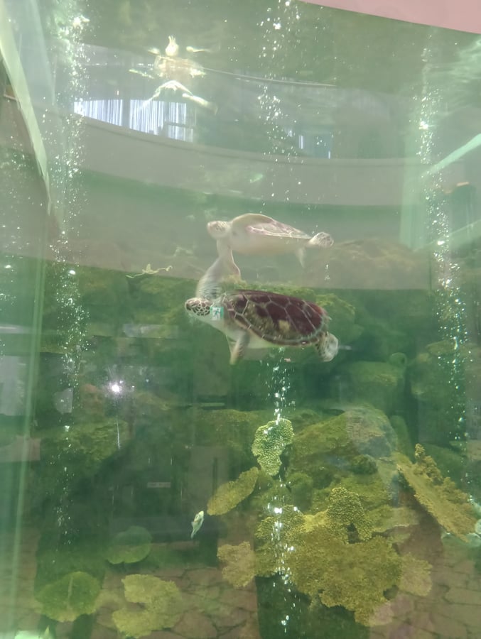 Acquario, Giappone