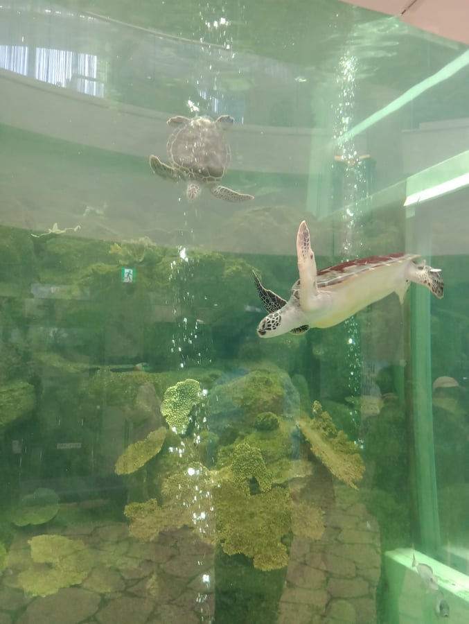 Acquario, Giappone