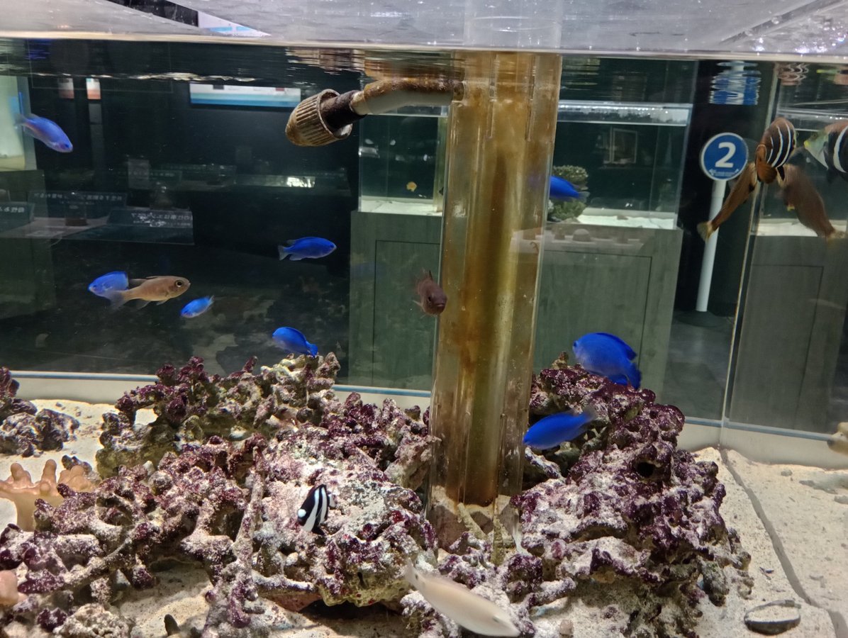 Acquario, Giappone
