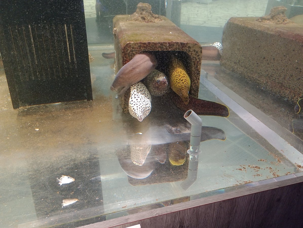 Acquario, Giappone