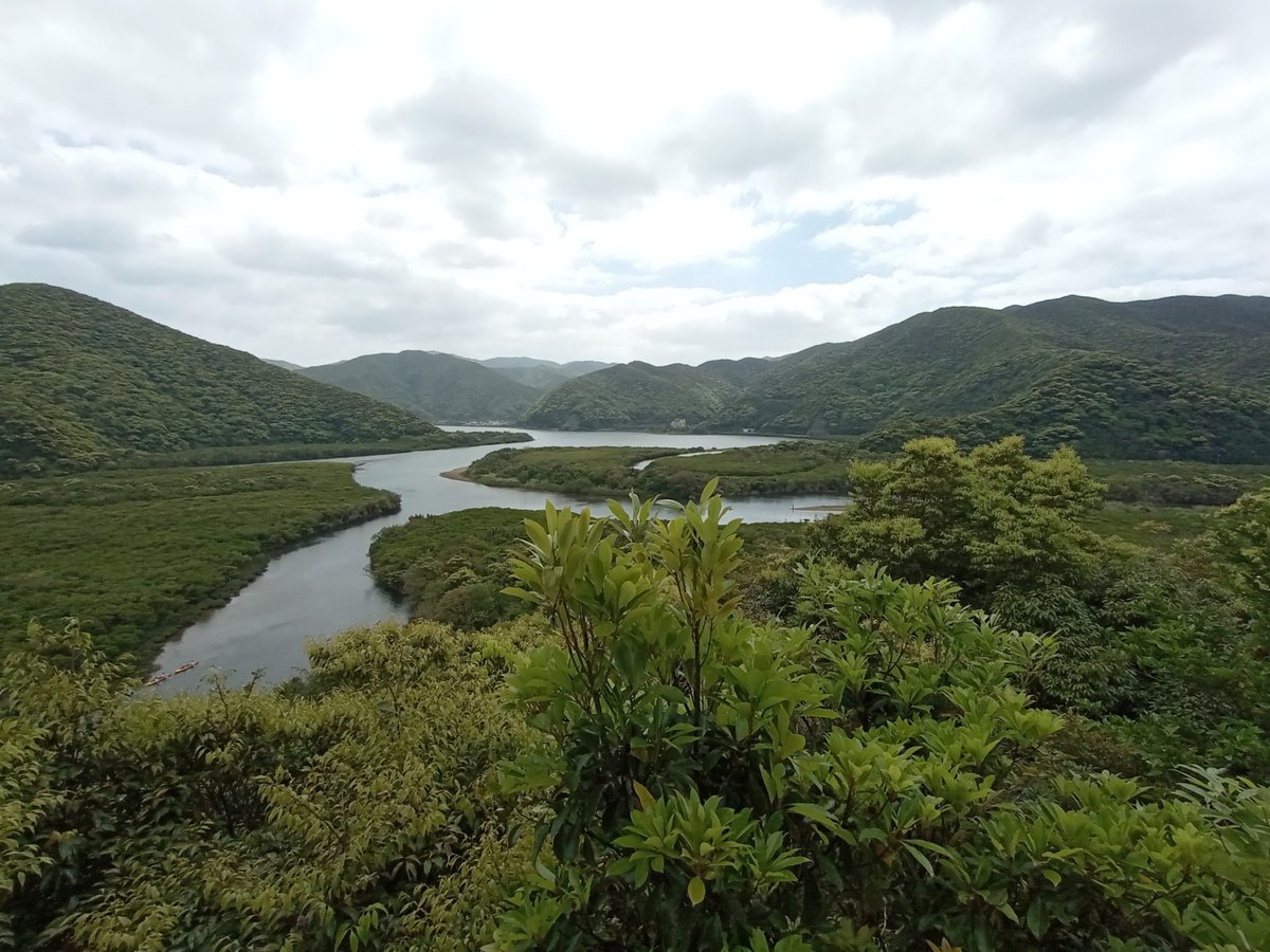 Mangrove forest observation deck, Giappone