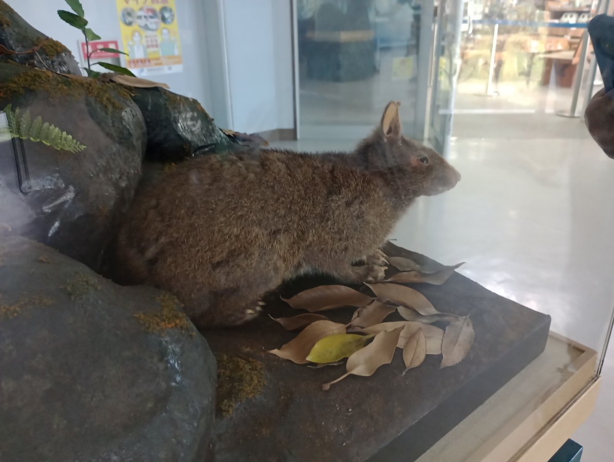 Animals, Giappone