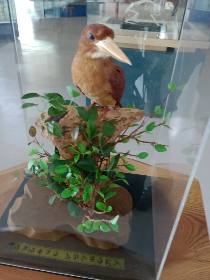 Animals, Giappone