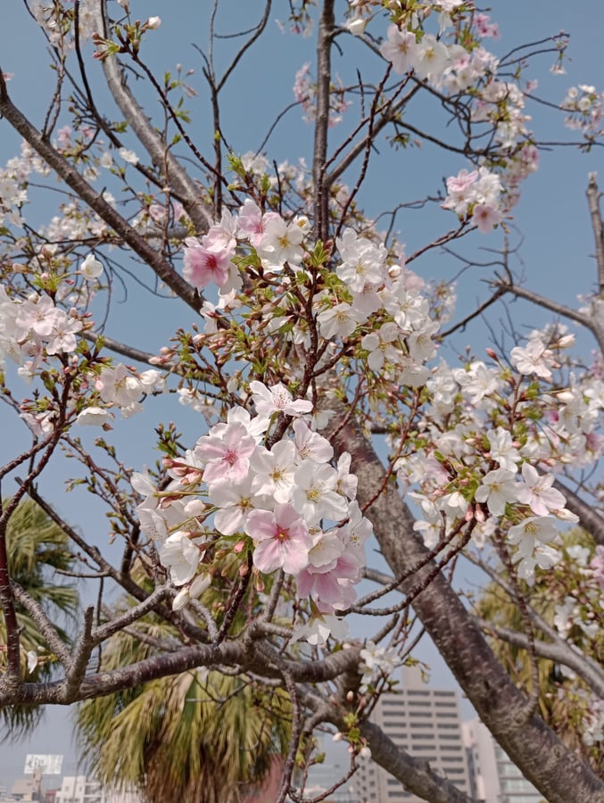 Cherry blossom!, Giappone